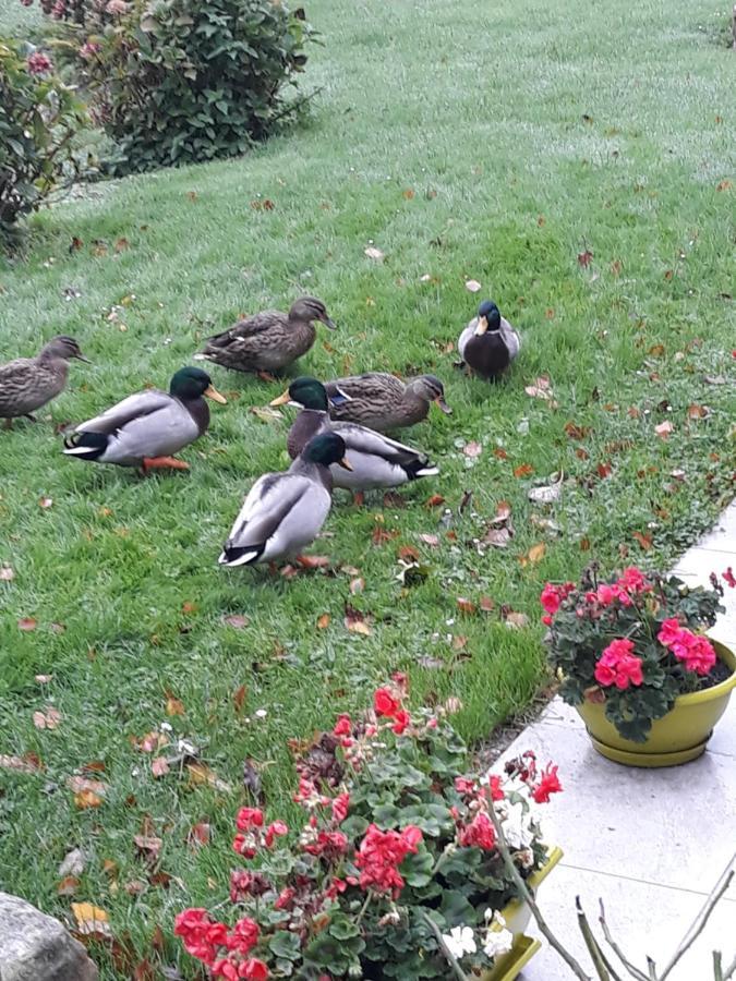 La Mare Aux Canards Sassetot-le-Mauconduit Exterior foto